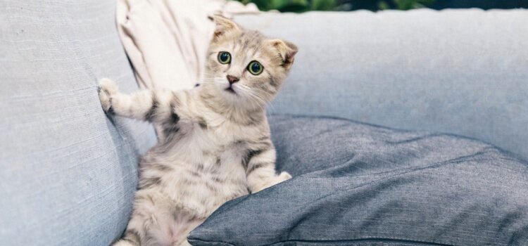 Comment manifester son amour pour les chats dans une décoration d’intérieur ?